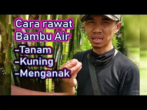 Membantu menyembuhkan penebalan dinding rahim tanpa harus operasi. Cara Merawat Bambu Air | memperbayak bambu air | menanam ...