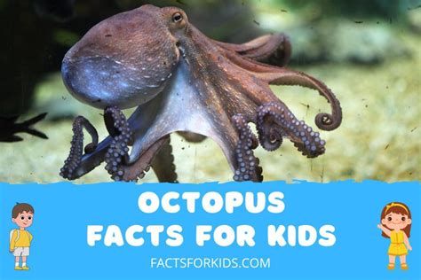 27 Octopus Facts For Kids To Blow Their Minds Facts For Kids