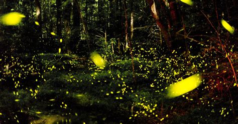 Synchronous Fireflies Again Light Up The Smokies
