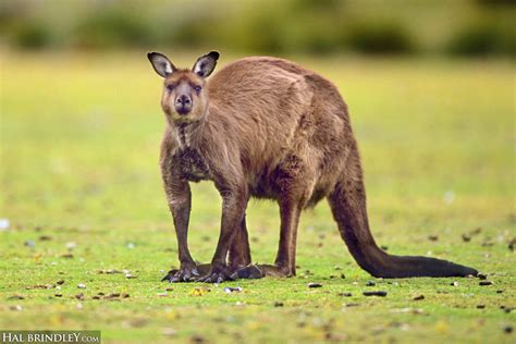 Daily Creature 27 Western Gray Kangaroo Hal Brindley Wildlife