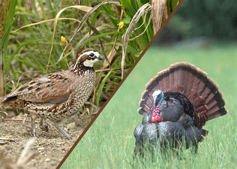 Quail Turkey Management Will Be Discussed Feb 27 Mississippi State