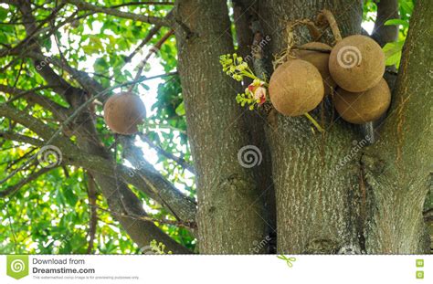 Sal Tree Cannonball Tree Stock Image Image Of Asia 70383571