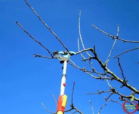 Maybe you would like to learn more about one of these? Taille du cerisier au printemps. | Taille cerisier, Porte ...