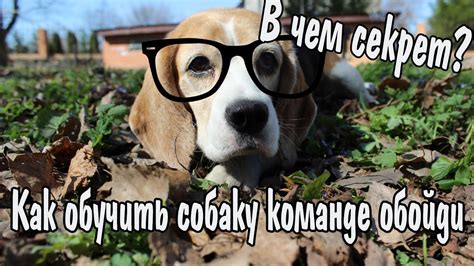 Как научить собаку команде обойди | В чем секрет? - YouTube