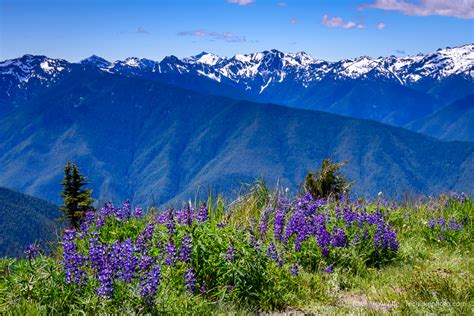 View From Hurricane Ridge Michael Mcauliffe Photography