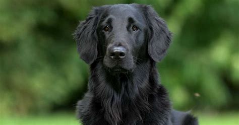 The Truth About Black Golden Retrievers Pawinterest