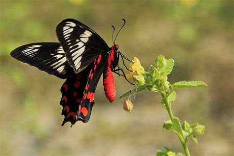 Imagini De Fundal Insectă Animale Sălbatice Trandafir Molie Floră