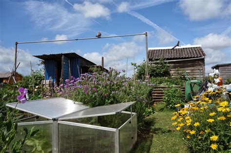 Urban Pollinators A Wildlife Friendly Allotment Plot And Some