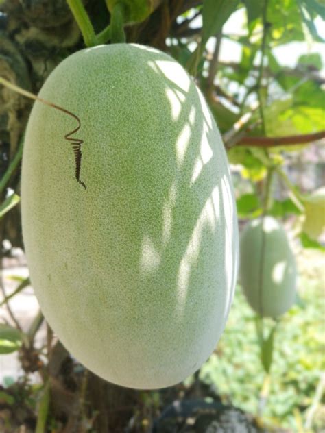 Kundur termasuk dalam genus benincasa dan keluarga cucurbitaceae. Buah kundur (Dengan gambar) | Buah