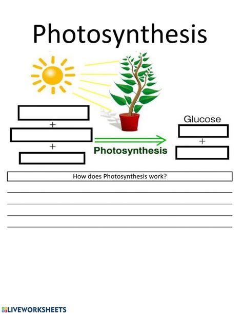 The Process Of Photosynthesis Worksheets