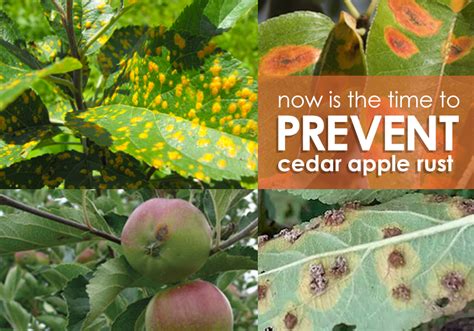 Cedar Apple Rust Prevention Pests And Disease Arbor Aesthetics Blog