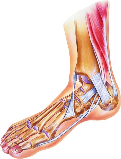 Types Of Ankle Sprains