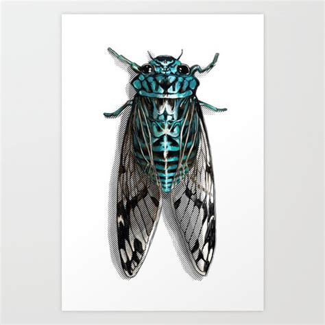 Cicada Print Wood Linocut Prints Art Collectibles Lifepharmafze Com