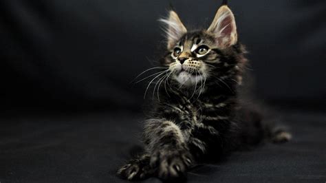 When i'm saying dark wallpaper, i mean the whole package, gothic, black wallpaper, dark we're referring to it as color, but the 'colors' of black is among the most disputed issues in the artistic world. Maine Coon Wallpapers - Wallpaper Cave