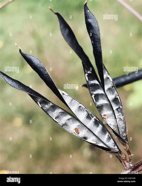 Seed Pods Among Weeds Stock Photo Alamy