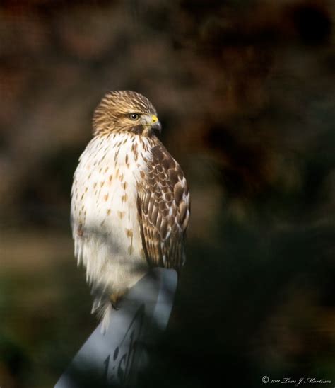 Tom J Martinez Photoblog Bird Of Prey