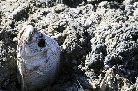 Dead Fish At Salton Sea Free Stock Photo Public Domain Pictures