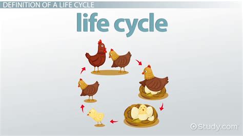 Life Cycle Definition Stages And Examples Video And Lesson Transcript