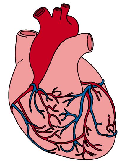 Heart Cartoon Clipart Best