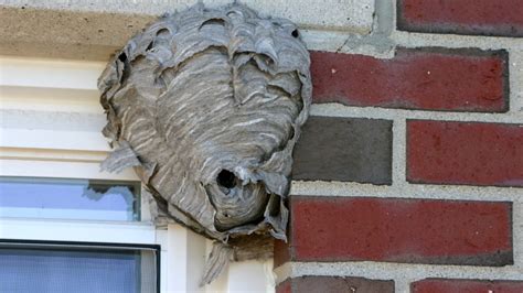 How To Get Rid Of Hornets Nest A Complete Guide Pest Samurai