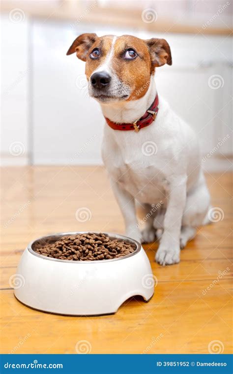 Hungry Dog Stock Photo Image Of Humor Feed Healthy 39851952