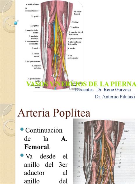 Vasos Y Nervios De La Pierna Pdf Anatomía Humana Extremidades Anatomía