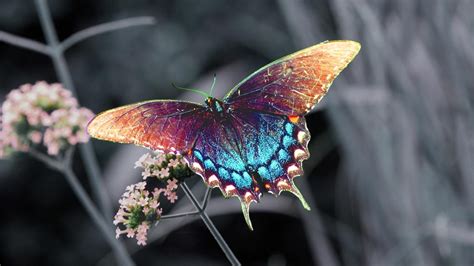 Wallpaper Beautiful Colorful Butterfly 1920x1080 Full Hd