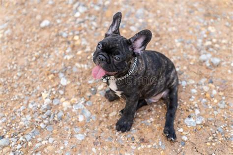 The french bulldog has a short, fine, smooth coat that is easy to groom. Brindle French Bulldog Puppy Stock Image - Image of friend ...