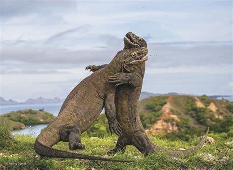 Marilah kita sebagai warga negara indonesia yang baik, sudah sepantasnya kita ikut menjaga dan melestarikan flora dan fauna tersebut. 11 Hewan Langka Di Indonesia / Dilindungi / Terancam Punah