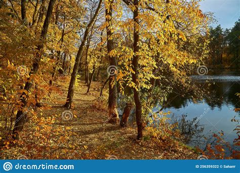 Landscape Of Golden Autumn Forest Edge With Birches And Water Beautiful