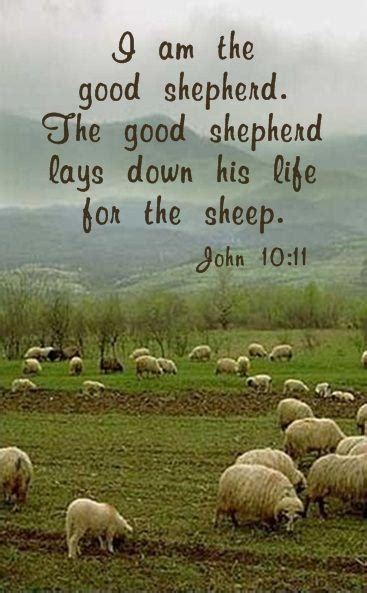 Sheep Quotes Sheep Sayings Sheep Picture Quotes
