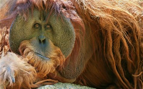 The Orangutans Also Spelt Orang Utan Orangutang Or Orang Utang Are