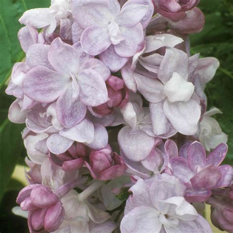 14 Beautiful Types Of Lilac