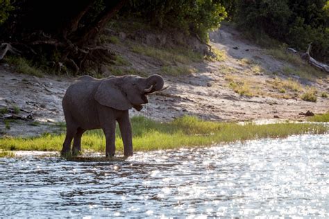 The Magic Of Chobe Africa Geographic