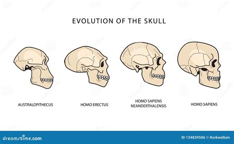 Human Evolution Of The Skull Historical Illustrations Darwin Theory