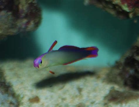 Firefish Purple Nemateleotris Decora Photos