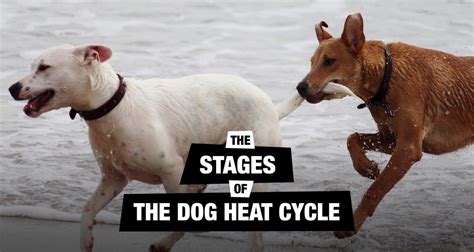 Understanding The Dog Heat Cycle Stages And Signs Dog In Heat Dog Heat