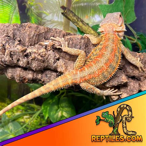 Hypo Paradox Bearded Dragon Archives Leopard Geckos For Sale