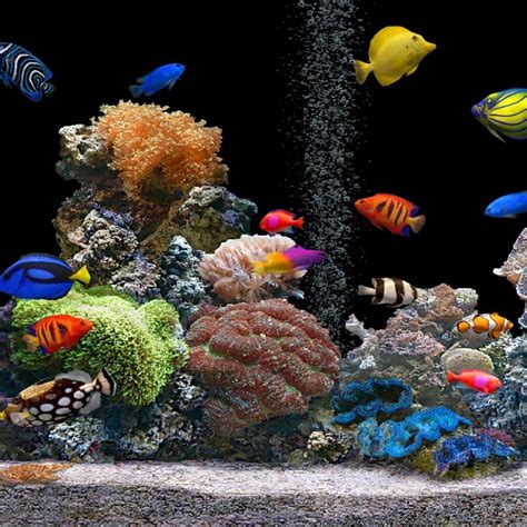 Free Download Fish Tank Moving Desktop Backgrounds Fish Aquarium