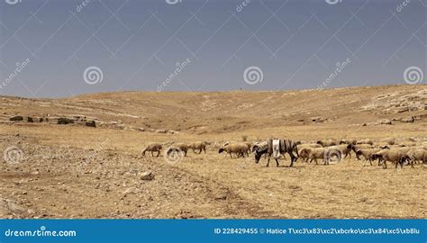 Herd Of Sheep And A Donkey Grazing On The Yellow Steppes Stock Image