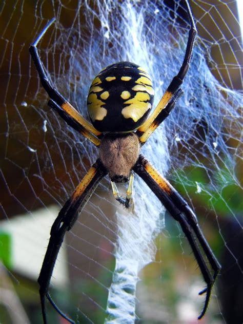 Ct Yellow Orb Weaver Close Up Spiders
