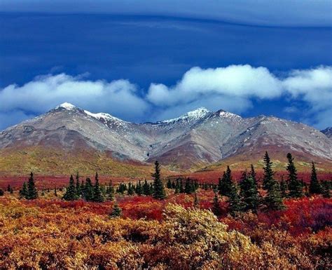 The Tundra In Denali National Park Alaska 10 Amazing Places To Visit
