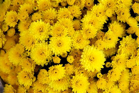 Yellow Flower Chrysanthemum Bloom Yellow Flower Free Image Peakpx