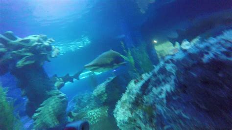 Shark Diving Busan Aquarium Youtube
