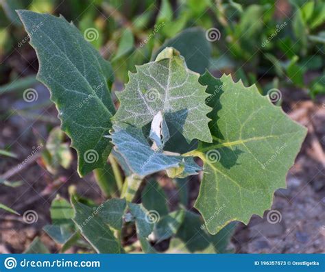 Orach Atriplex Hortensis Grows In The Garden Stock Image Image Of