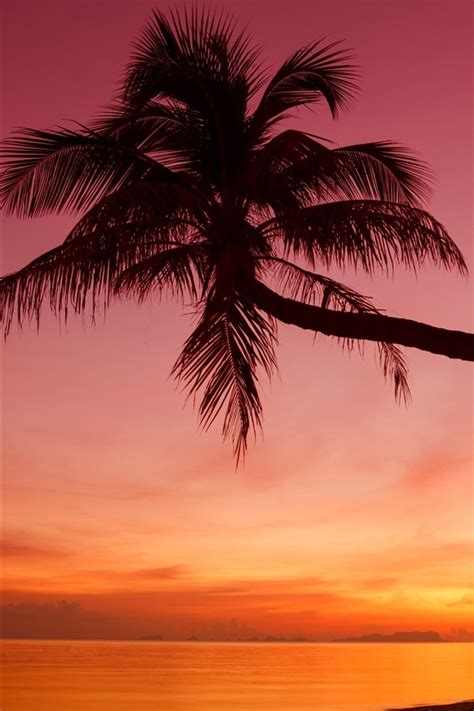 Tropisch Sonnenuntergang Palmen Silhouette Strand Meer 2560x1600