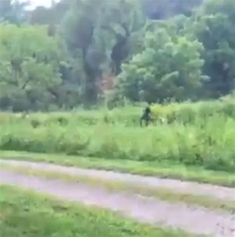 Video Bigfoot Spotted In North Carolina World News Mirror Online