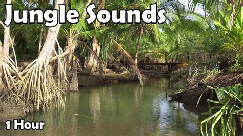 Incredible Jungle Sounds Exotic Birds Singing In Forest 1 Hour