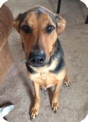 But can a pup from two guarding breeds also make a great pet? german shepherd greyhound mix | Animals | Dogs, Animals, Norfolk terrier