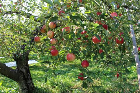 Free Photo Apple Orchard Fruit Free Image On Pixabay 2076435